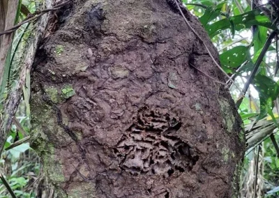Ant nest in the Amazon