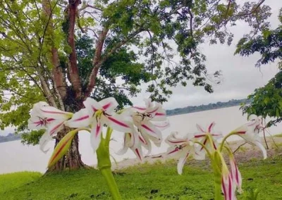 Flowers in the Amazon
