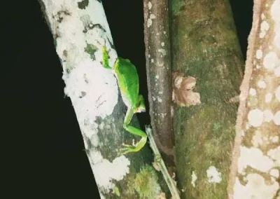 Green frog in the Amazon