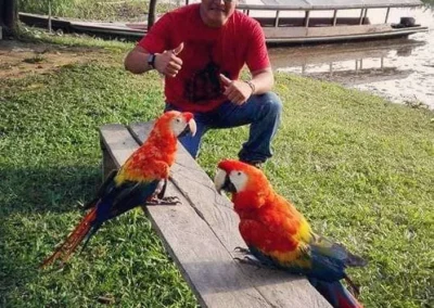 Macaws in the Amazon
