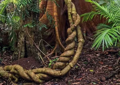 Tree with entwined lianas in the Amazon