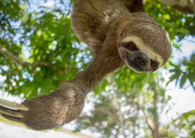 Animal pelejo in the Amazon
